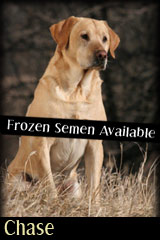 Holzinger Kennels - Chase