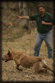 Holzinger Kennels Training - Grade School