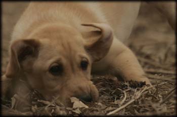 Holzinger Kennels Training - Kindergarten