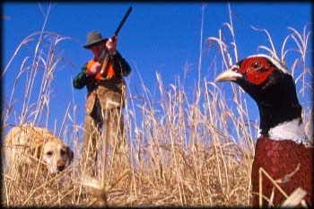 Holzinger Kennels Training - Junior High