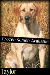 Holzinger Kennels - Taylor