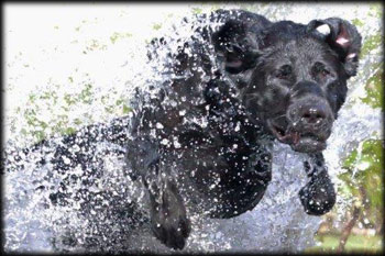 Holzinger Kennels Stud Dog - Ty