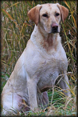 Holzinger Kennels stud dog - Willie