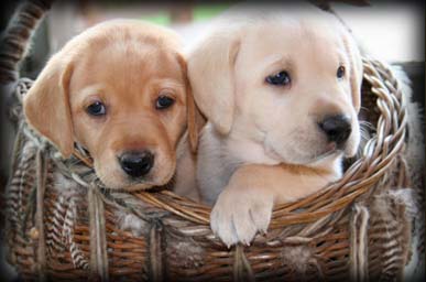 lab pups