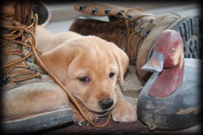 Tournament Hunter Magazine Article - Breeding Considerations  by Terry Holzinger